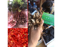 云南重樓苗公司信息|#七葉一枝花/重樓多少錢一斤圖1