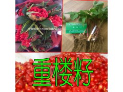云南重樓苗哪里有銷售#重樓銷售市場到底是多少?圖1