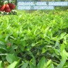 廣西哪里有大貴妃芒果樹(shù)苗#大貴妃芒果樹(shù)苗哪里的好？
