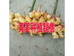 黃姜種植批發(fā).價格.采購.圖片_黃姜B2B網(wǎng)站信息圖1