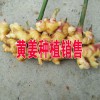黃姜種植批發(fā).價格.采購.圖片_黃姜B2B網站信息