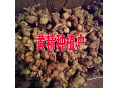 云南黃精多少錢?紅河屏邊哪黃精種植銷售圖1