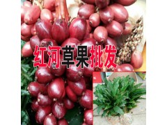 產(chǎn)地草果信息#云南草果種植基地#云南草果哪里多圖1