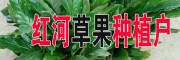 今日草果銷(xiāo)售價(jià)格是多少?