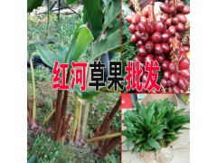 草果小苗哪批發(fā)#云南草果小苗銷(xiāo)售批發(fā)圖2