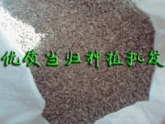 建水當歸種植基地簡介圖3