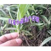 四川/云南/貴州白芨育苗示范點+白芨品牌參數(shù)\評價/技術(shù)