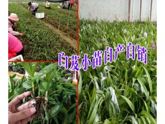 四川/云南/貴州白芨育苗示范點(diǎn)+白芨品牌參數(shù)\評價(jià)/技術(shù)圖3