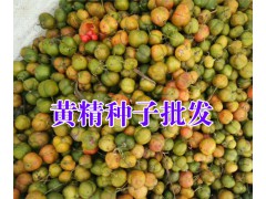|黃精價(jià)格多少錢一斤|云南適合種植的中草藥有哪些|圖3