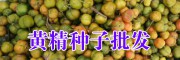 滇黃精市場價(jià)值是多少？