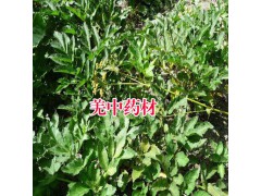 羌活近期價格_云南哪里羌活中藥材出售_13577218978圖3
