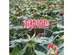 洱源重樓種植信息#云南大理哪里有重樓銷(xiāo)售|+13577218978圖1