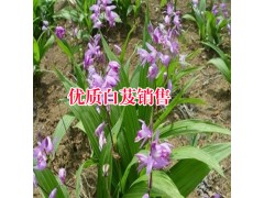 金鐵鎖（獨(dú)定子）種子公司/農(nóng)科院技術(shù)處理/保證出苗圖1
