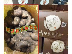 |?昭通市天麻研究院 |昭通天麻批發(fā)市場|圖2
