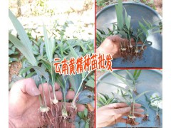 今日黃精種苗&云南哪里有黃精種植銷售&	黃精價格圖1