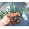 云南佳白芨種植時(shí)間 |曲靖會(huì)澤白芨塊莖集中肓苗技術(shù)