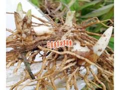 白芨塊莖好還是白芨種苗好+白芨種植技術(shù)+15924791418圖2