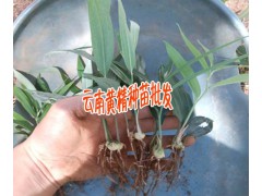 白芨塊莖好還是白芨種苗好+白芨種植技術(shù)+15924791418圖3