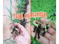 供應【白芨/黃精種子種苗/白芨苗/直播苗，馴化苗,帶芽頭塊莖圖1