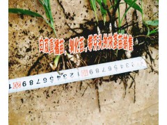 供應【白芨/黃精種子種苗/白芨苗/直播苗，馴化苗,帶芽頭塊莖圖2