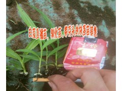供應【白芨/黃精種子種苗/白芨苗/直播苗，馴化苗,帶芽頭塊莖圖3