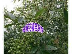 云南青花椒樹苗—云南青花椒苗多少一棵？13887058293圖1