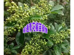 云南青花椒樹苗—云南青花椒苗多少一棵？13887058293圖3