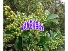 大紅袍花椒苗價(jià)格+_青花椒小苗批發(fā)廠家報(bào)價(jià)+13887058293圖3