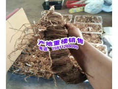 滇重樓在哪里購(gòu)買到正品@圖3