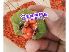 華重樓與滇重樓有什么不同?華重樓，南重樓，滇重樓圖3