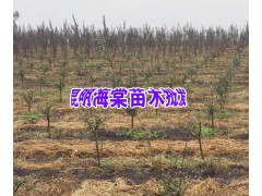 昆明附近紫丹參、巒樹、海棠、油桃種植基地_昆明哪里有紫丹參圖2
