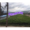 產(chǎn)地巒樹信息#云南巒樹銷售市場多少錢_巒樹價(jià)格哪里低