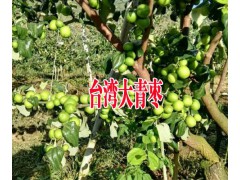 臺灣青棗圖片#云南臺灣青棗供求信息#公司供應(yīng)優(yōu)質(zhì)臺灣青棗圖3