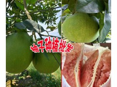 產(chǎn)地紅心柚子多少錢一斤&今日紅肉柚子銷售價格圖2