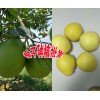 柚子今日均價(jià)+產(chǎn)區(qū)云南柚子哪里多