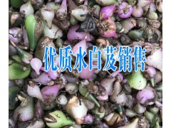 什么是水白芨藥材+云南水白芨圖片+現(xiàn)當?shù)匕总竷r格（統(tǒng)貨）在800元圖1