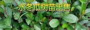 大量優(yōu)質(zhì)的水冬瓜（榿木）樹苗，來自大理永平果苗種植基地
