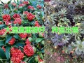 優(yōu)質(zhì)白芨苗，保障白芨種植存活率