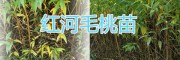 曲靖周邊毛桃苗批發(fā)，價格從優(yōu)