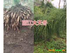 云南天冬哪里多#今日大天冬種苗多少錢一株？圖2