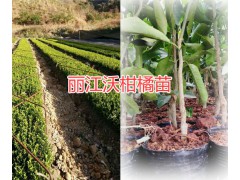 麗江沃柑橘苗一棵的價格是多少&麗江油牡丹批發(fā)圖2
