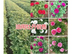 麗江沃柑橘苗一棵的價格是多少&麗江油牡丹批發(fā)圖3