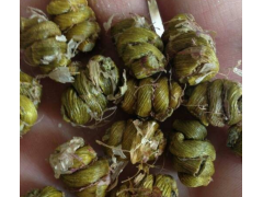 云南石斛種植_石斛基地/瓶苗_石斛種植技術(shù)有保障圖1
