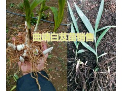 曲靖白芨種苗批發(fā)優(yōu)質(zhì)小苗、馴化苗，白芨帶芽塊莖苗圖2