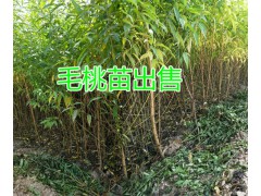 曲靖山毛桃苗銷(xiāo)售，毛桃實(shí)生苗|貴州桃苗批發(fā)商圖2