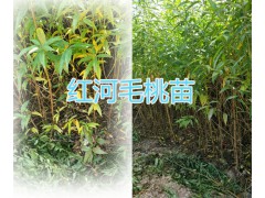 曲靖山毛桃苗銷(xiāo)售，毛桃實(shí)生苗|貴州桃苗批發(fā)商圖3