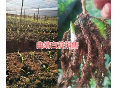 曲靖白芨栽培合作社，紫花白芨苗種植基地圖2