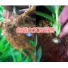 曲靖天麻種子多少錢？曲靖白芨成品銷售|曲靖天麻產(chǎn)地