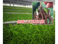 曲靖天麻種子多少錢？曲靖白芨成品銷售|曲靖天麻產(chǎn)地圖2