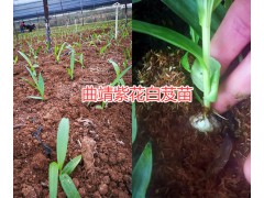 曲靖天麻種子多少錢？曲靖白芨成品銷售|曲靖天麻產(chǎn)地圖3
